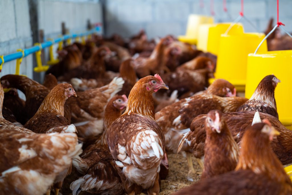supplier ayam potong