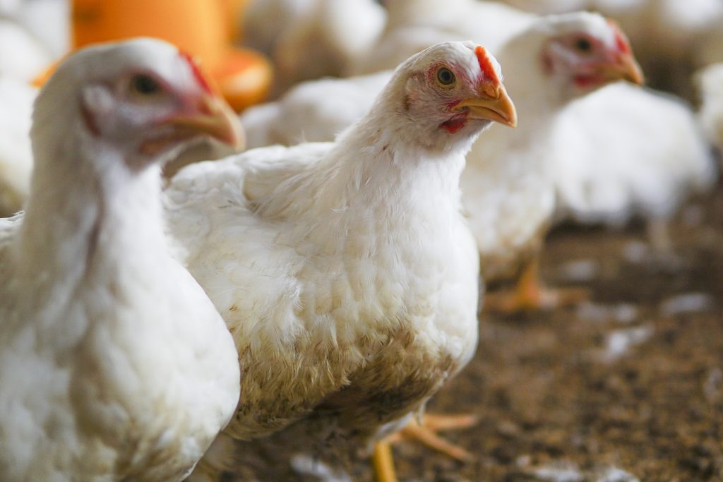 ayam broiler