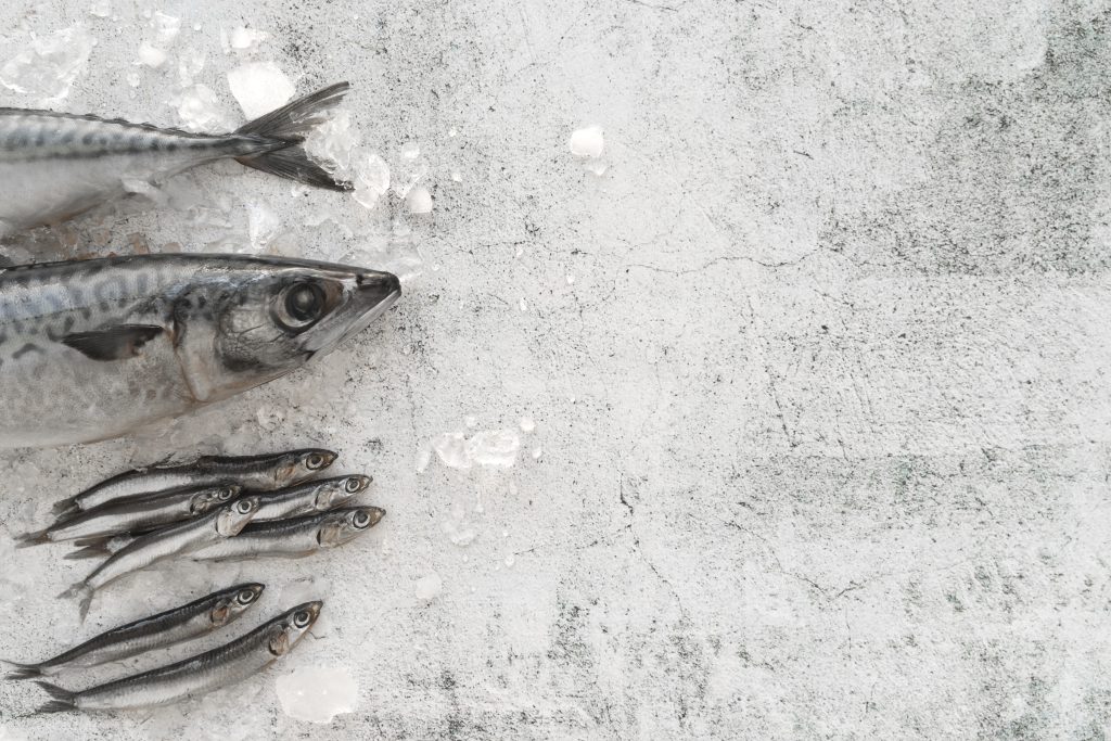 supplier ikan beku